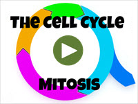 The Cell Cycle: Mitosis