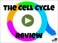 The Cell Cycle Review