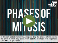 Phases of Mitosis