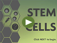 Stem Cells