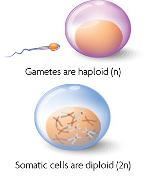 Gametes are haploid (n) while somatic cells are diploid (2n).