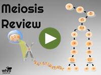 Meiosis Review