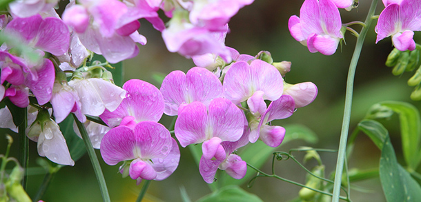 Sweat Pea Plants