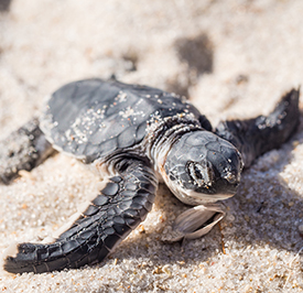 Sea Turtle