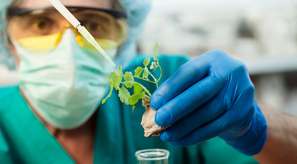 Geneticist studying a plant