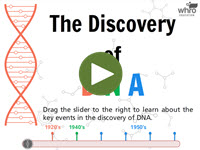 The Dicovery of DNA