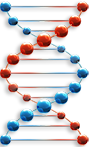 Model of DNA