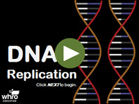 DNA Replication