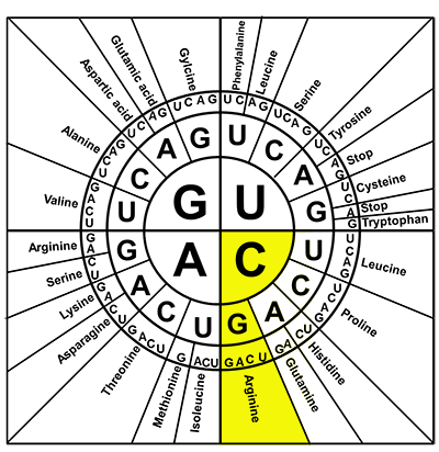 Amino Acid Codon Wheel Example