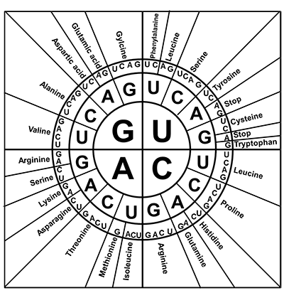 Amino Acid Codon Wheel