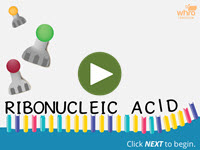 Ribonucleic Acid