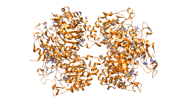 Protein Molecule