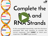 Complete the DNA and RNA Strands