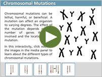 Chromosomal Mutations