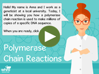 Polymerase Chain Reactions