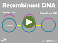 Recombinant DNA