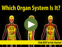 Which Organ System Is It?