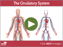 The Circulatory System