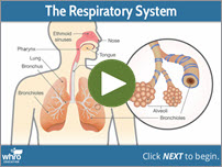 The Respiratory System