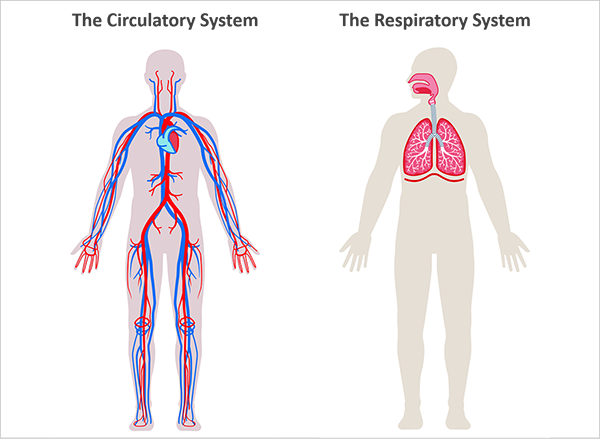 Circulatory and Respiratory Systems