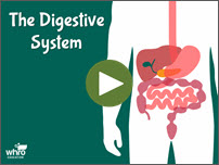 The Digestive System