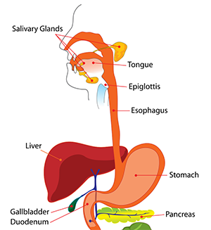 The structure of the accessory organs including the tongue, teeth, salivary glands, pancreas, liver, and gall bladder