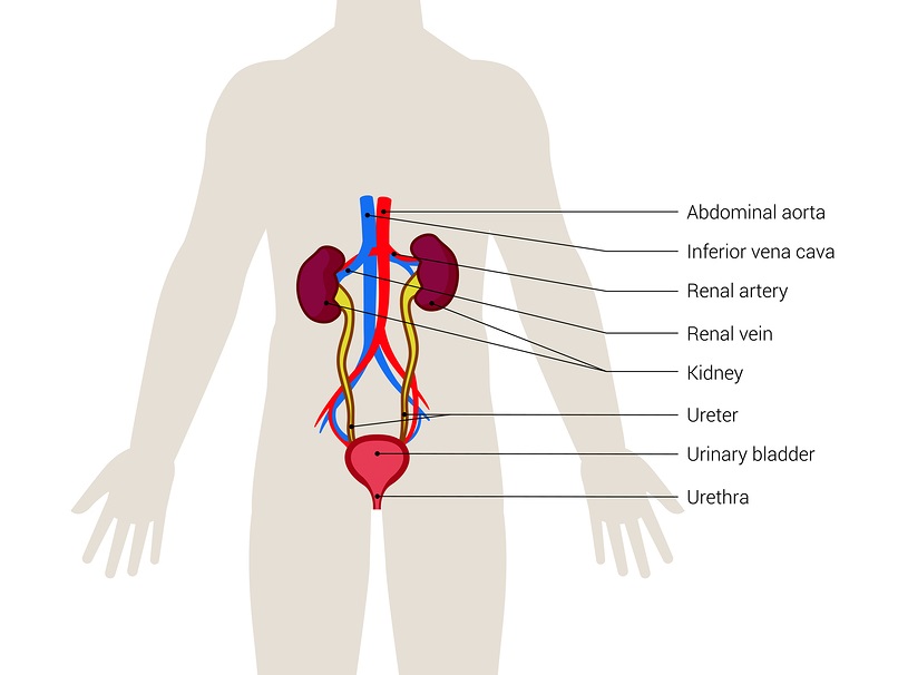 The structure of the abdominal aorta, inferior vena cava, renal artery, renal vein, kidneys, ureters, urinary bladder, and uretha within the human body.