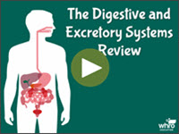 The Digestive and Exretory Systems Review