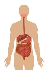 The Digestive System