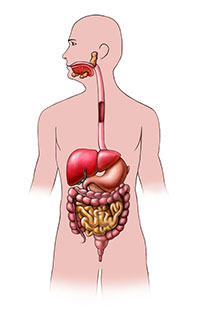 Organs of the digestive system