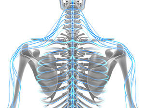 The Nervous System