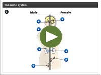 The Endocrine System