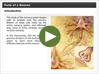 Parts of a Neuron