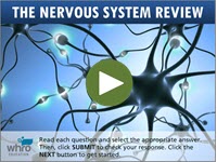 The Nervous System Review