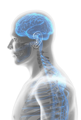 3D rendering of human nervous system