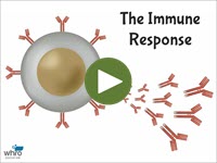 The Immune Response