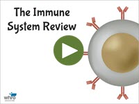 The Immune System Review