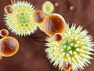 virus versus immune system