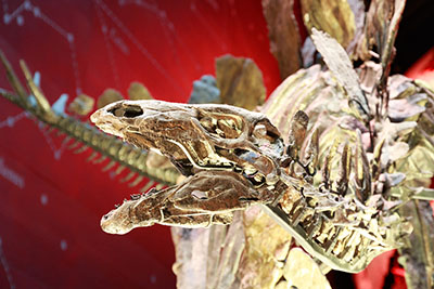 A skeleton of a Stegosaurus