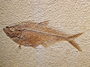 fossilized fish