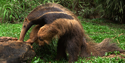 Anteater