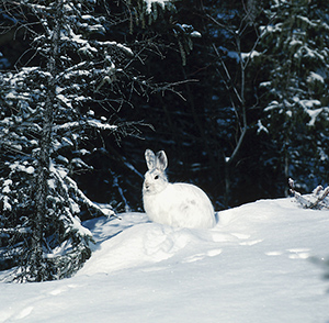 a rabbit with white fur in the snow