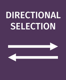 Directional Selection