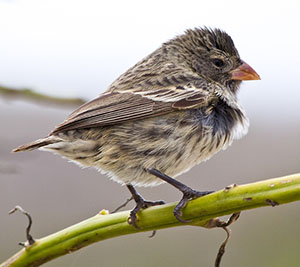 A ground finch in the Galapagos Islands