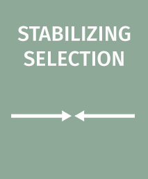 Stabilizing Selection