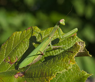 Praying mantis