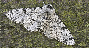 The peppered moth