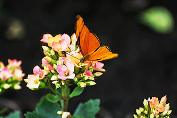 butterfly on a flower