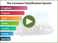 The Linnaean Classification System