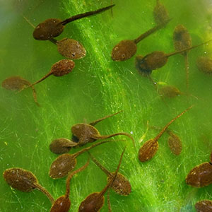 tadpoles